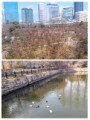 2/2 大阪城公園散歩日記