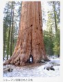 世界で一番大きな木！