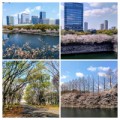 桜日和！in大阪城公園