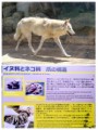 イヌ科とネコ科の 爪の構造！