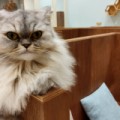 猫カフェ