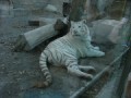 ホワイトタイガー