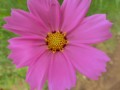 コスモス