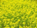 菜の花