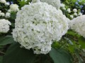 アジサイ