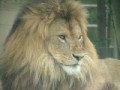 ライオン