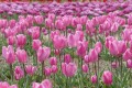 チューリップ