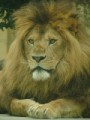 ライオン