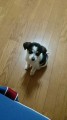 うちの犬が可愛すぎる件