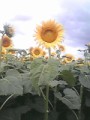 ひまわり！
