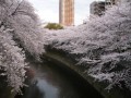 今年の桜。。。。