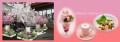 いち早く春を～～～～　　Sakura Café