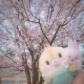 【お題日記】春の楽しみ