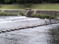 鴨川の飛び石