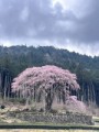 枝垂れ桜
