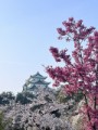 名古屋城と桜
