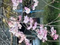 間に合った桜