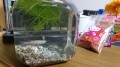 メダカもらいました(^^)