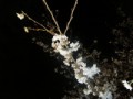 夜桜