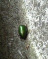 コガネムシか、カナブンかな？^^;