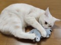 【お題日記】こんな珍しい動物飼ってます