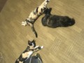 猫のお話1