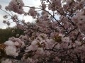 公園の牡丹桜＼(^o^)／
