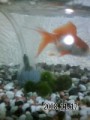 金魚かってます