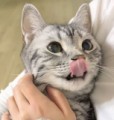 猫カフェ