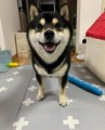 うちの黒柴ちゃん