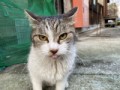 野良猫ちゃん