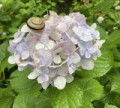紫陽花とカタツムリ