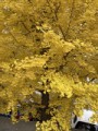 近所の公園