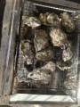 牡蠣パーティー