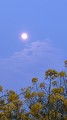 月明かり