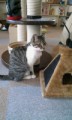 ねこカフェ－２