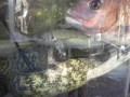 ウツボ健在！