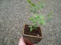 ミニ盆栽の植え替え