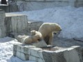 ホッキョクグマの子どもたち