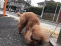 バター犬【お題日記】相手が斬新なテクを使ってきたらどう思う？