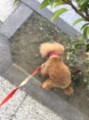 バター犬クンニ【お題日記】最近ムラムラした事