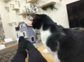 １０年まえ、愛猫【お題日記】出会いと別れ